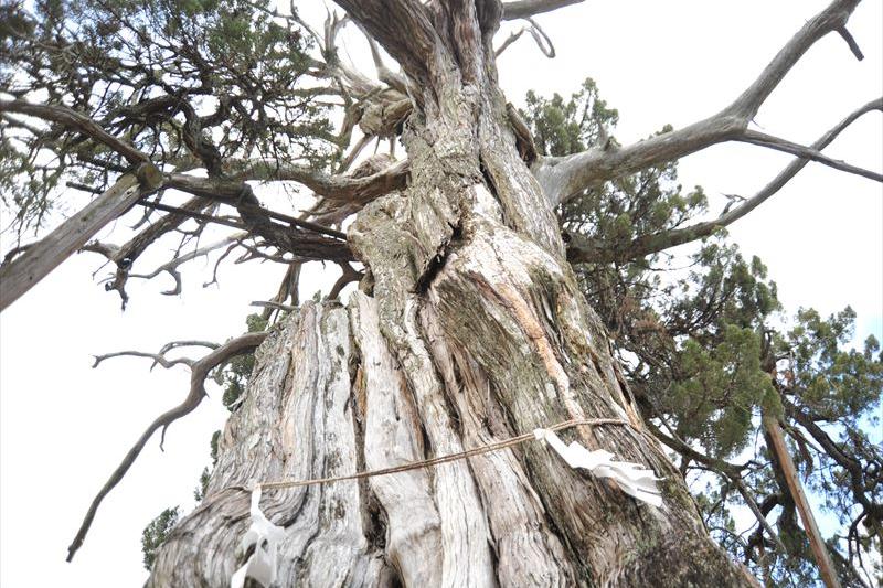 箸立天神伊吹ひば