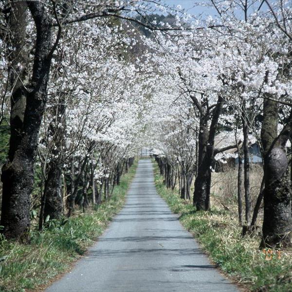 茅部神社