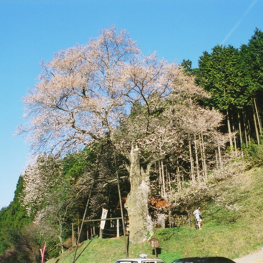 岩井畝の大桜