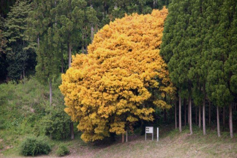 七色樫