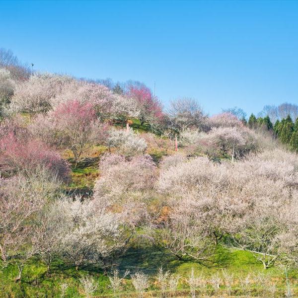 梅の里公園