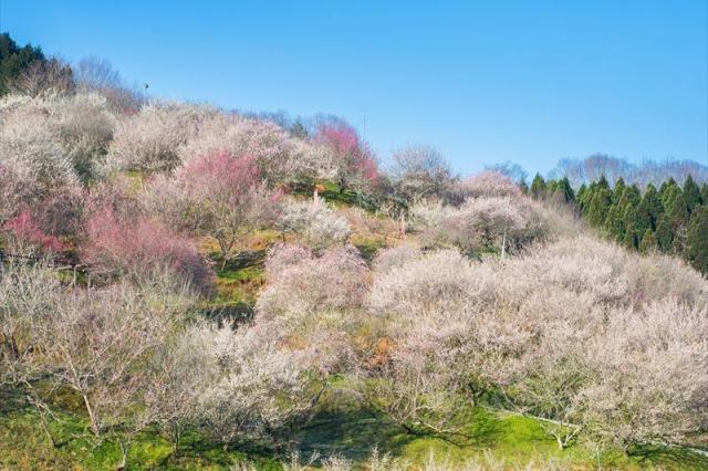 梅の里公園