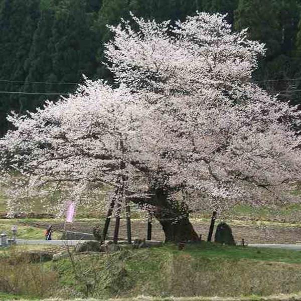 尾所の桜