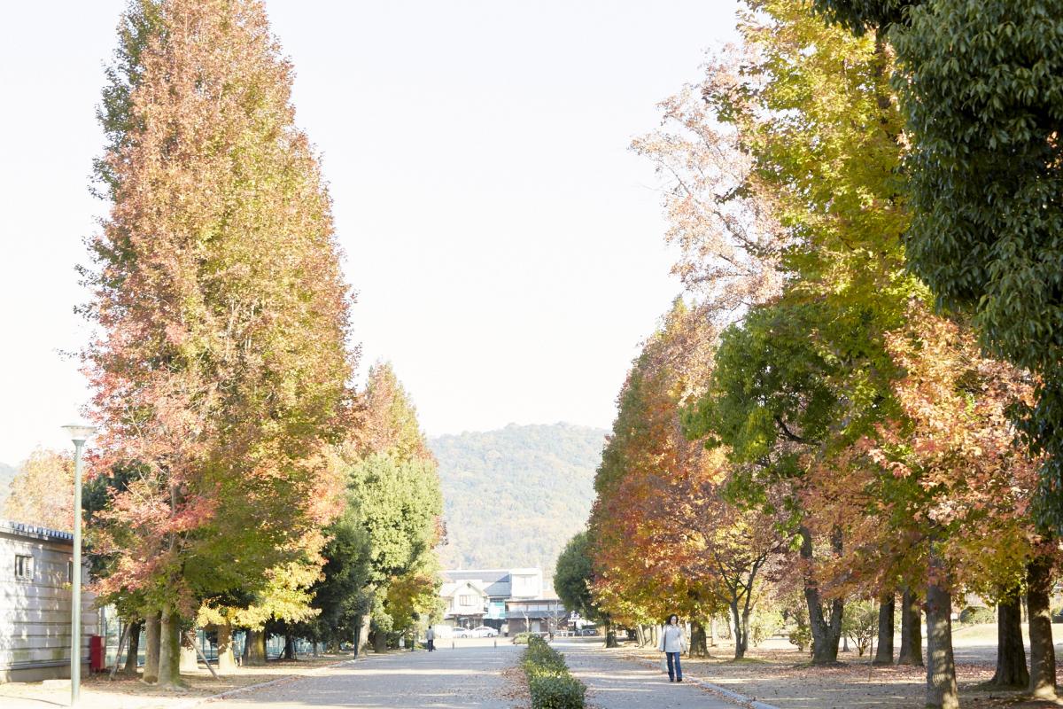並木道