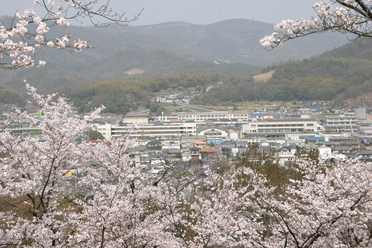 嵐山公園から見た桜と矢掛の町並み