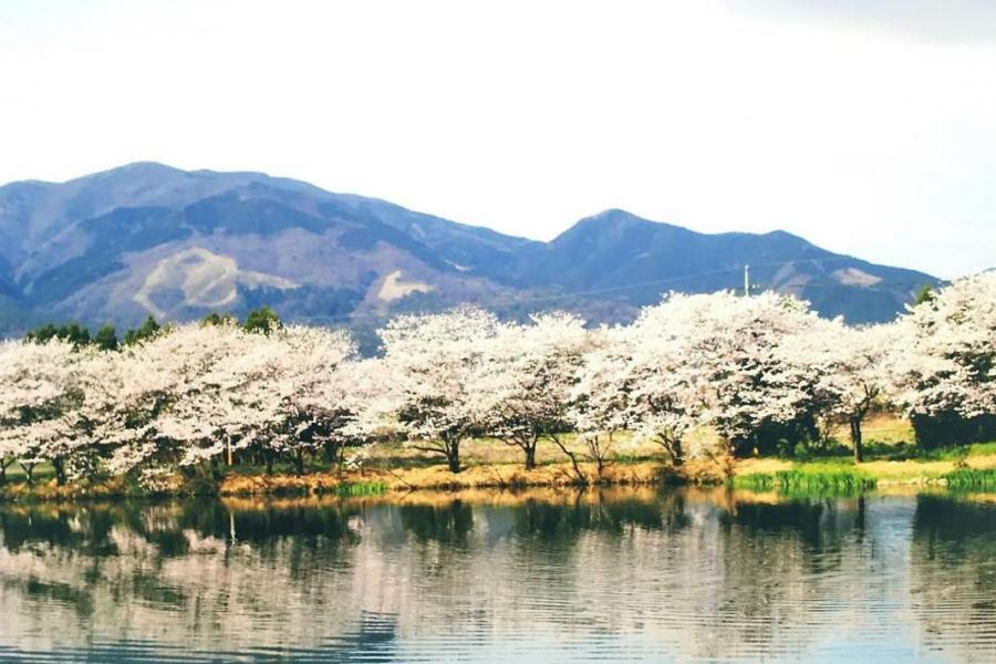 大池の桜並木