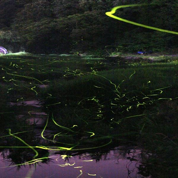 宇内ホタル公園