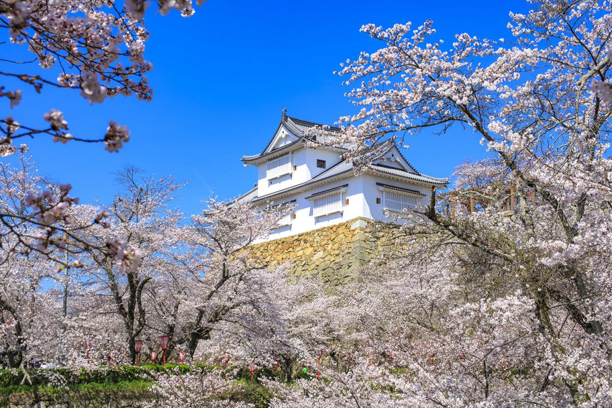 津山城と桜