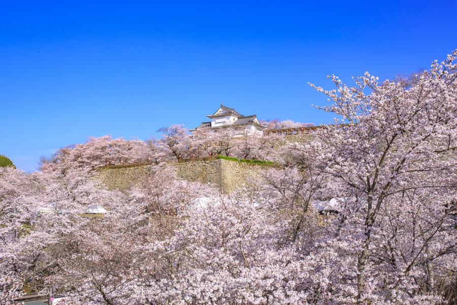 津山城（鶴山公園）