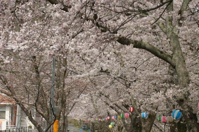 かながわ桜並木