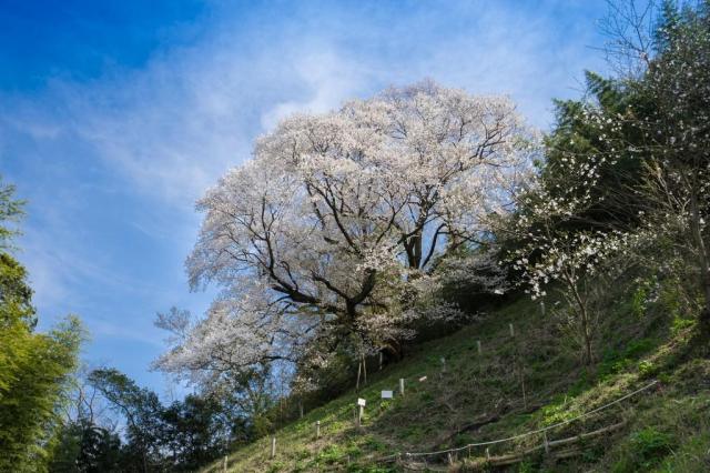 奥迫川の桜（大山桜）