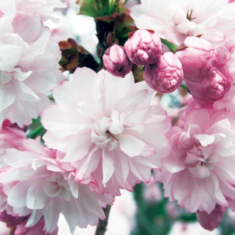 宗堂桜