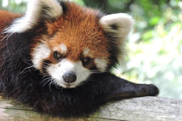 池田動物園