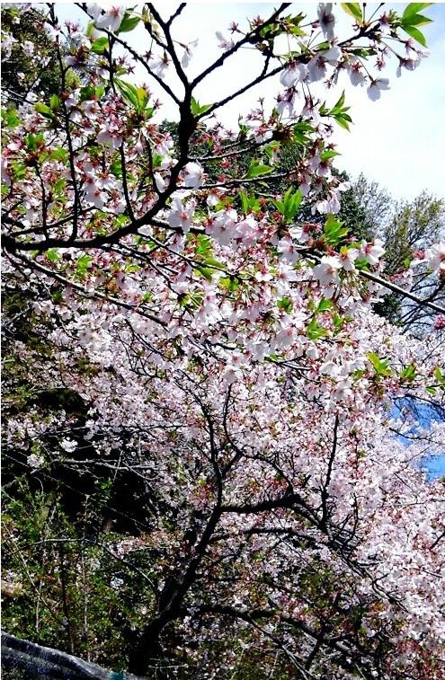春には園内に桜が咲き誇ります