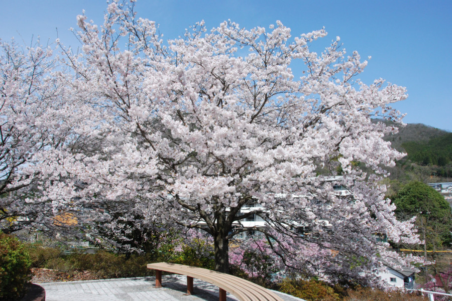 城山公園