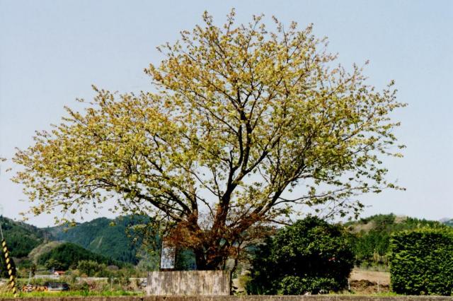 矢神駅の御衣黄桜