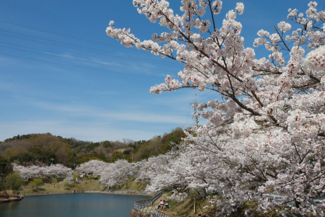 丸山公園