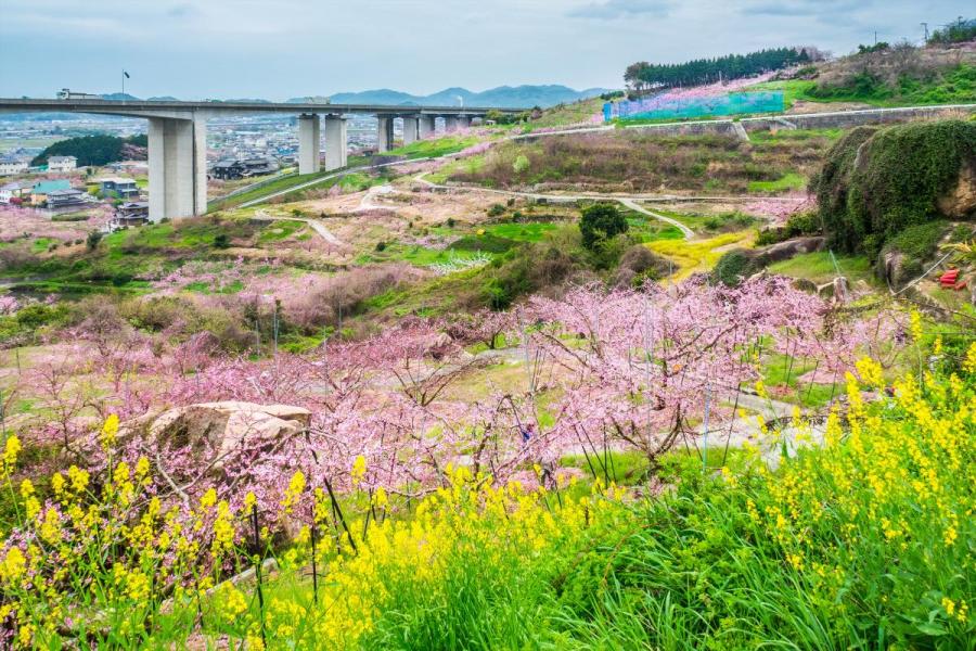 玉島八島（富田）の桃畑