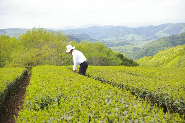 海田地区　茶畑