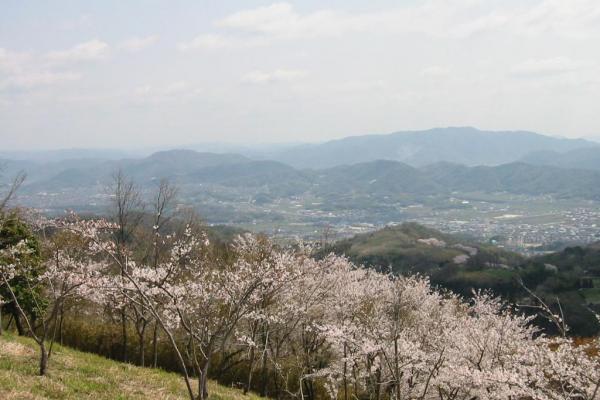 桜