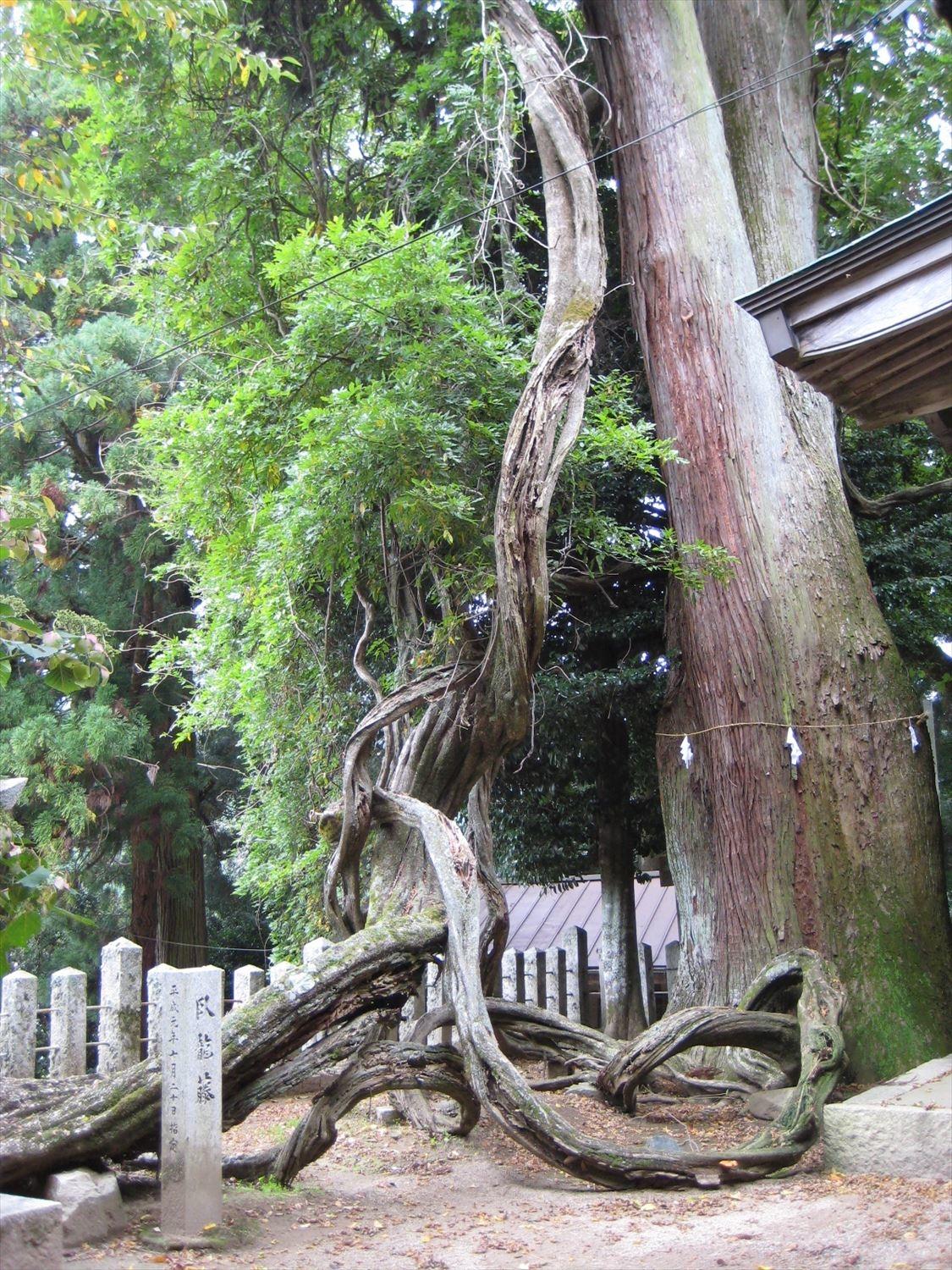 大杉
