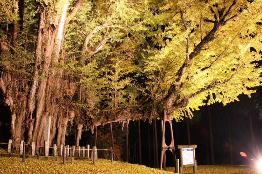 菩提寺大イチョウライトアップ