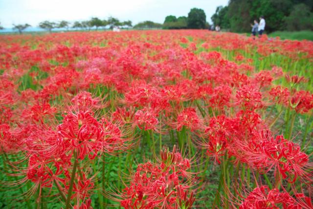 児島湖花回廊