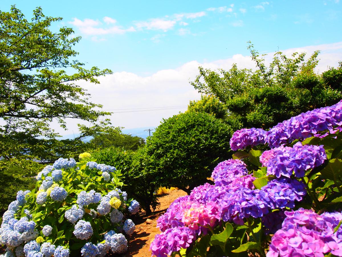 種松山公園西園地 観光スポット 岡山観光web 公式 岡山県の観光 旅行情報ならココ