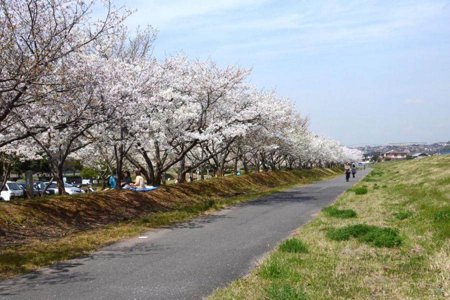 かさおか太陽の広場  千本桜