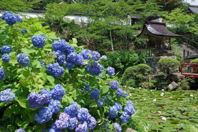 木山寺のあじさい