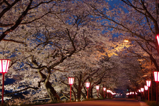 天領くせ桜まつり