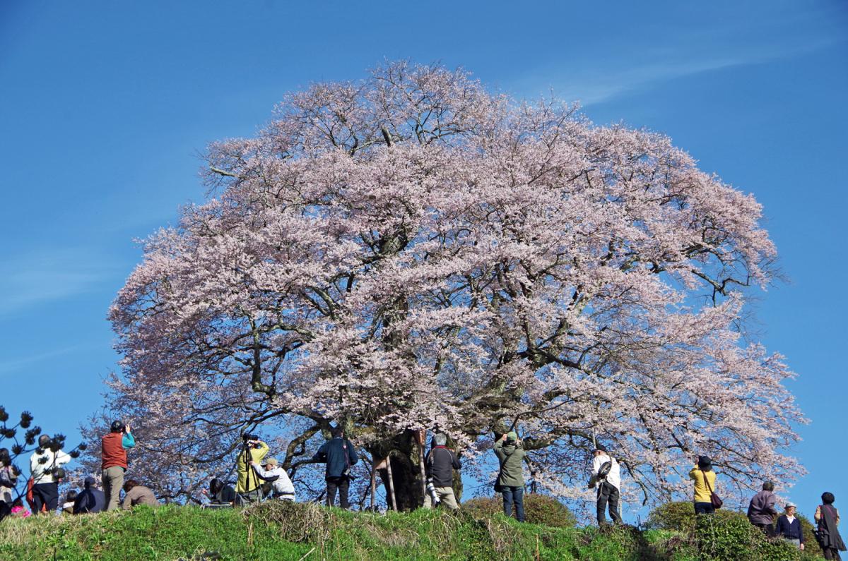 醍醐桜