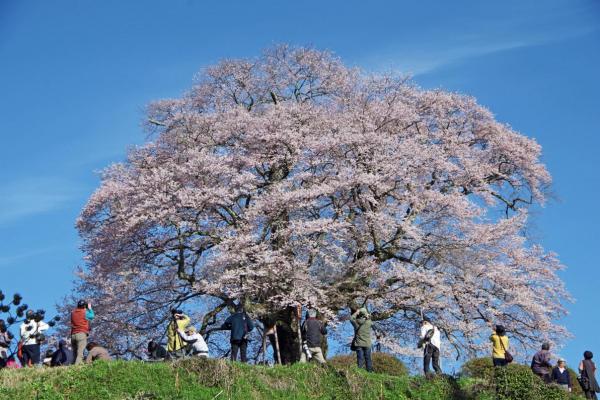 醍醐桜