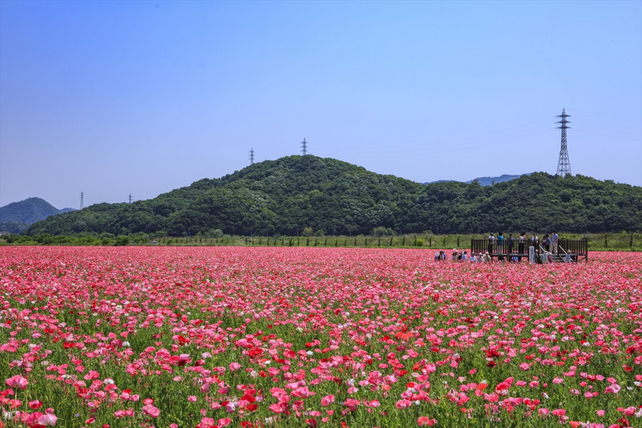 笠岡湾干拓地の花畑