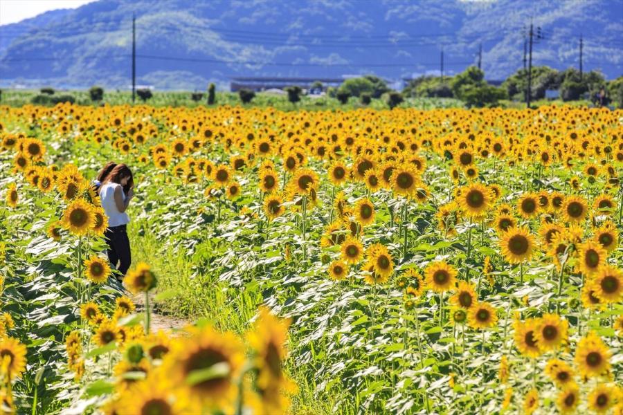 笠岡湾干拓地の花畑