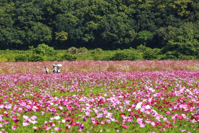 笠岡湾干拓地の花畑
