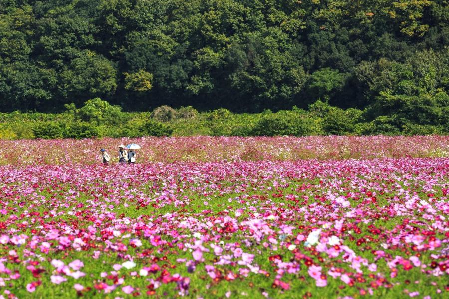 笠岡湾干拓地の花畑