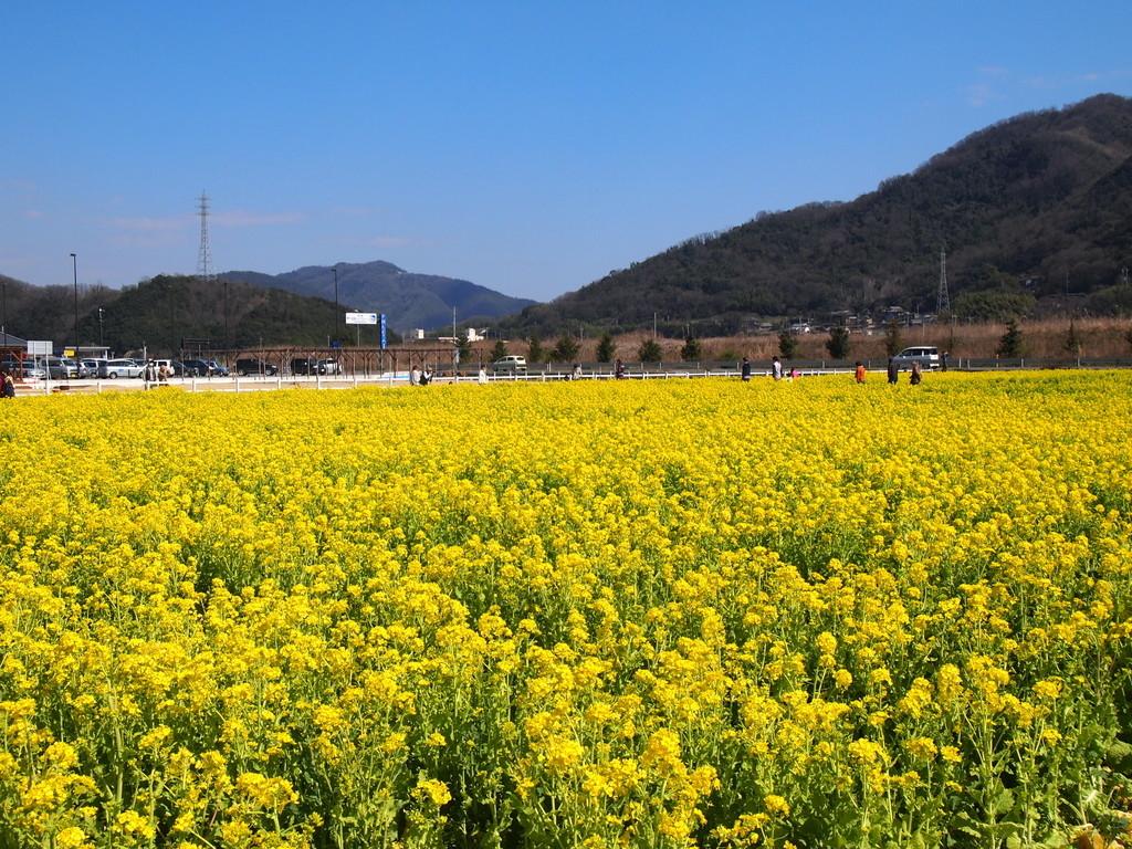 道の駅笠岡ベイファーム 観光スポット 岡山観光web 公式 岡山県の観光 旅行情報ならココ