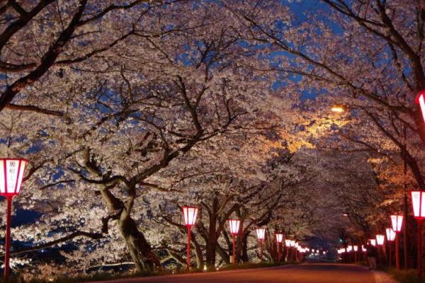 久世トンネル桜