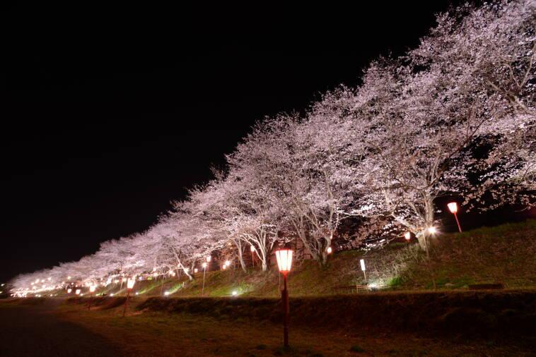久世トンネル桜