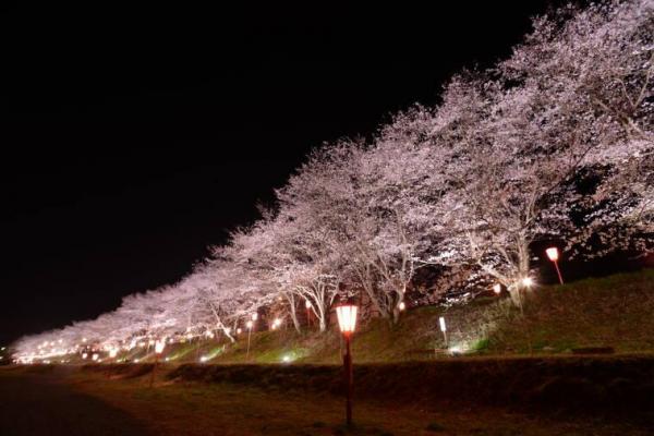 久世トンネル桜