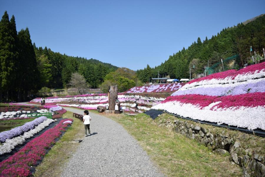 おおがや芝桜公園「芝桜まつり」