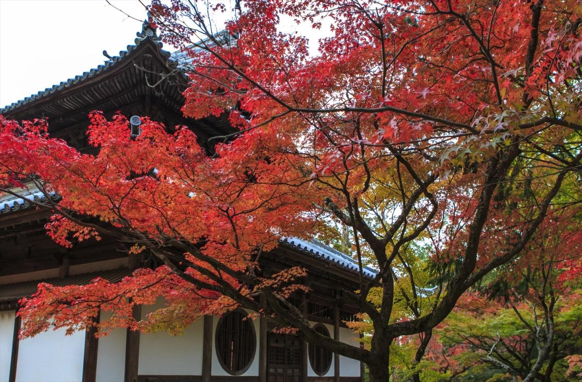 紅葉
