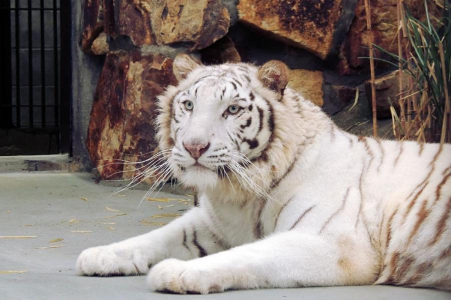 池田動物園