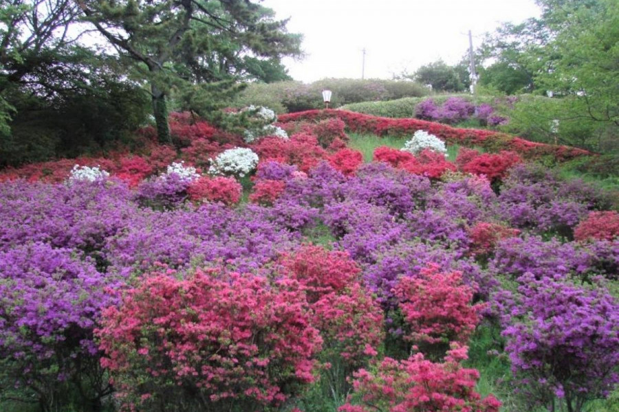 弥高山公園