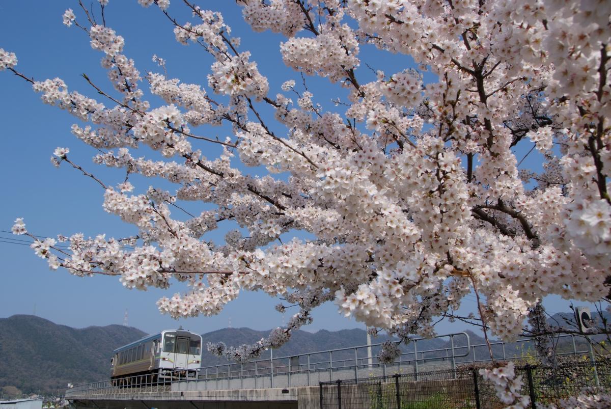 井原線と桜