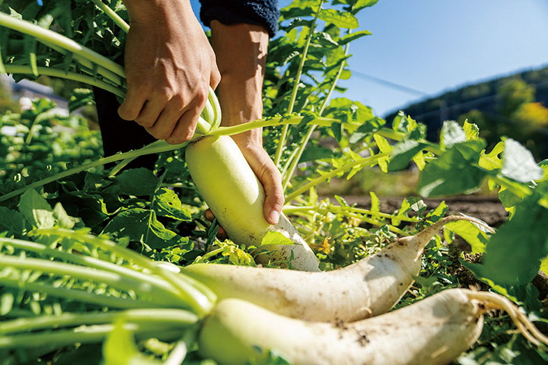 野菜の収穫体験