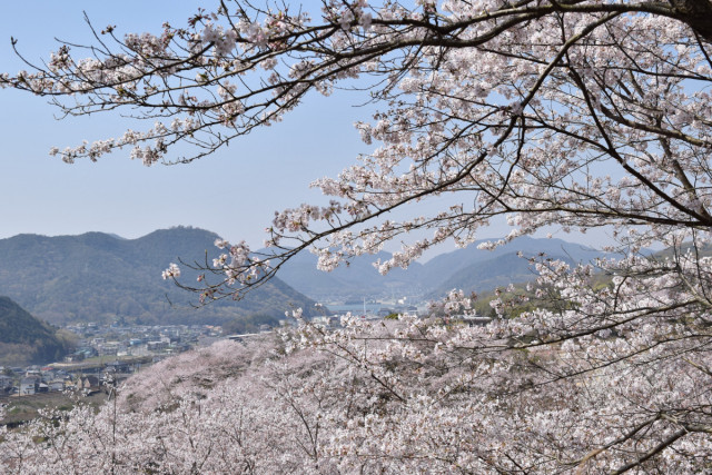 山麓窯の千本桜