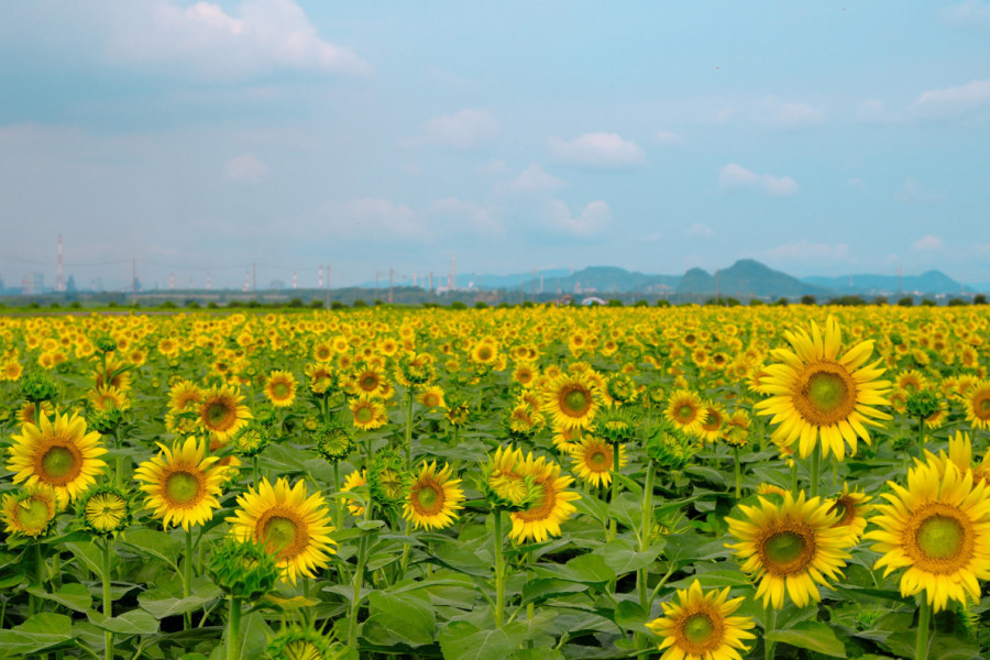 笠岡湾干拓地の花畑 　　　　　　　　　　　　　　　　　　　　　　　　　　　　　　　　　　　　　　　　　