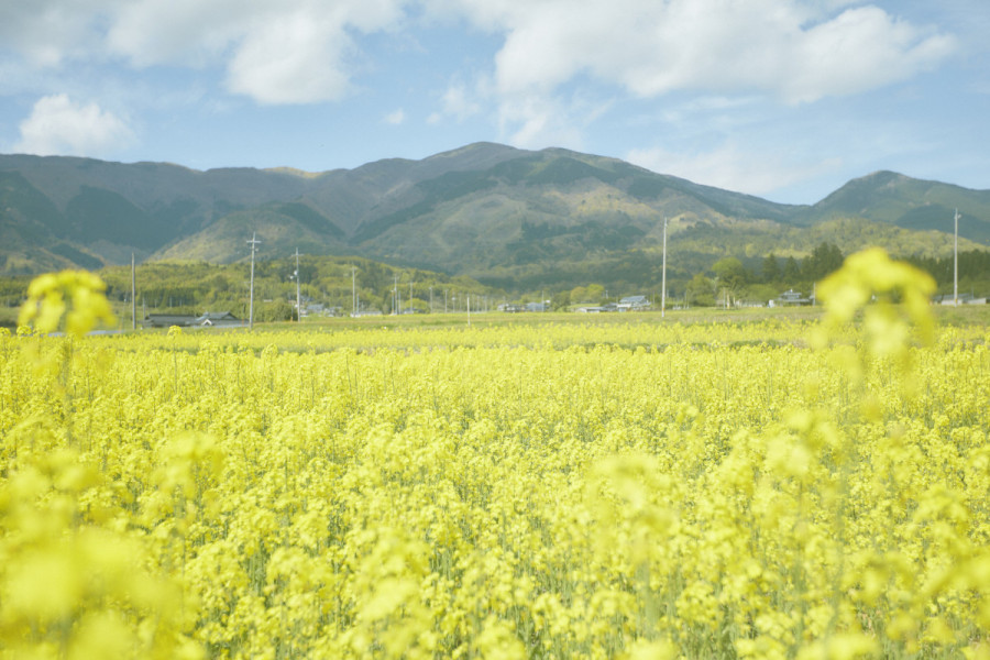 菜の花シンボルロード